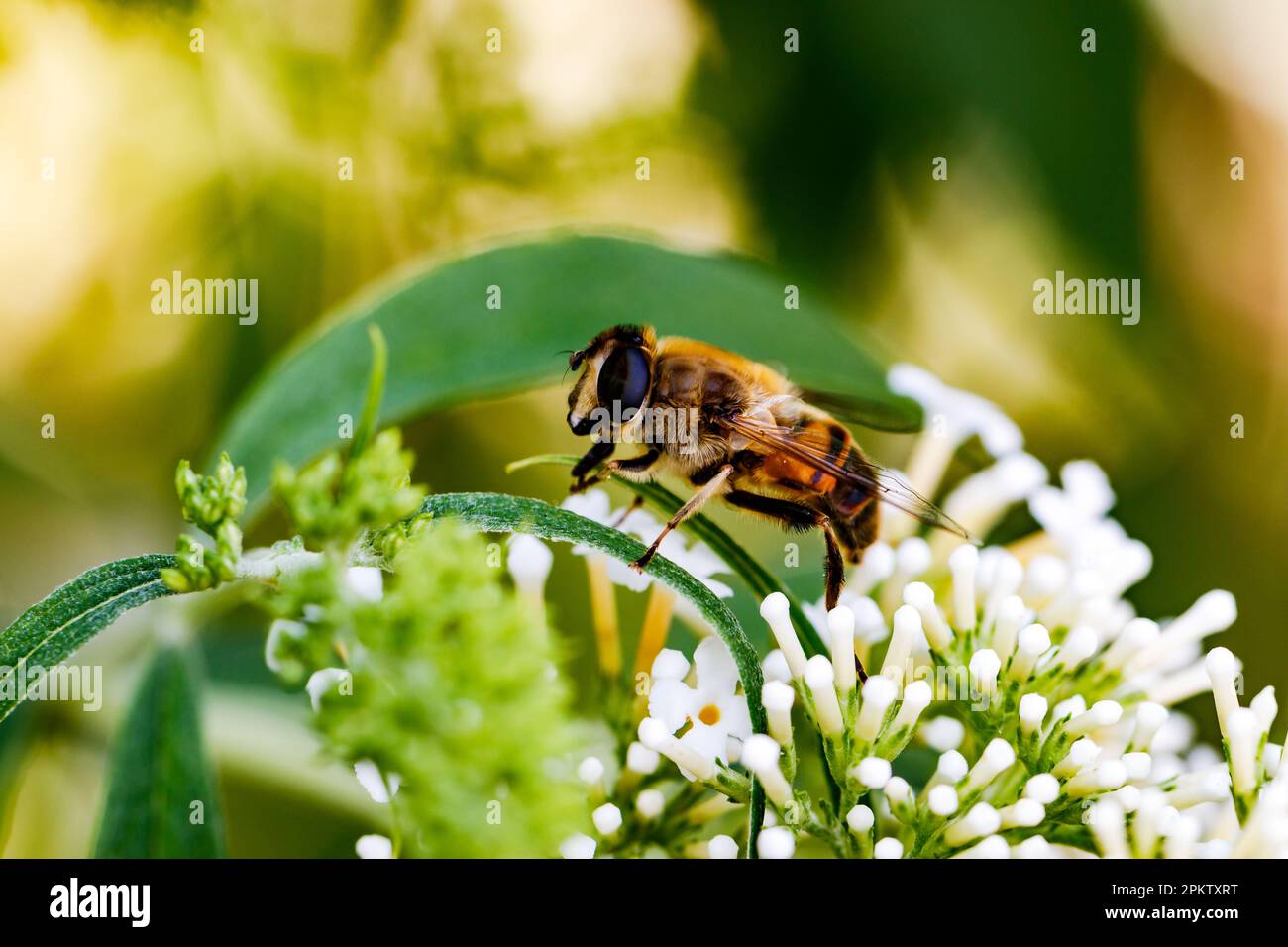Macrofo di ape del miele seduto su un gambo di un fiore bianco fiorente Foto Stock