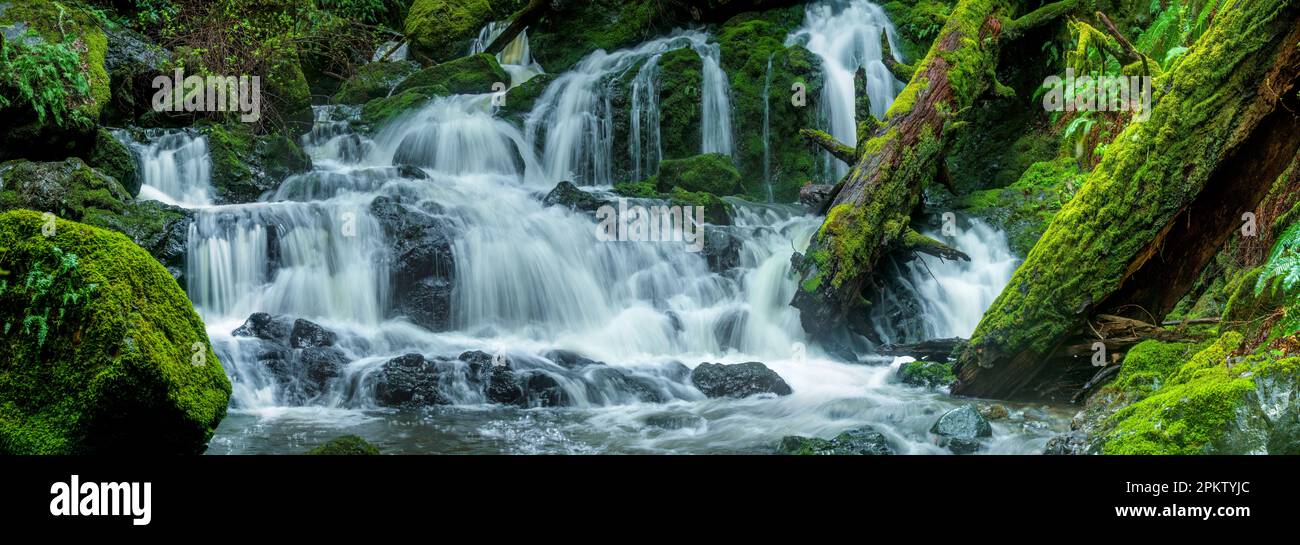 Le cascate Inferiori, cataratta Canyon, Monte Tamalpais, Marin County, California Foto Stock