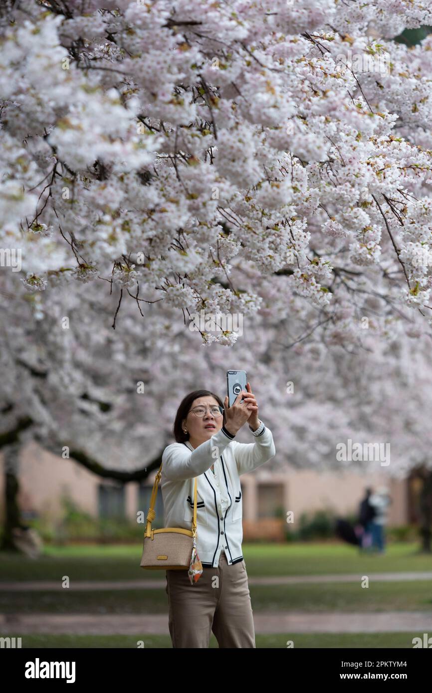 Seattle, Washington, Stati Uniti. 9th aprile 2023. Un visitatore scatta foto dei famosi ciliegi dell'Università di Washington in piena fioritura durante una tempesta di pioggia. Credit: Paul Christian Gordon/Alamy Live News Foto Stock