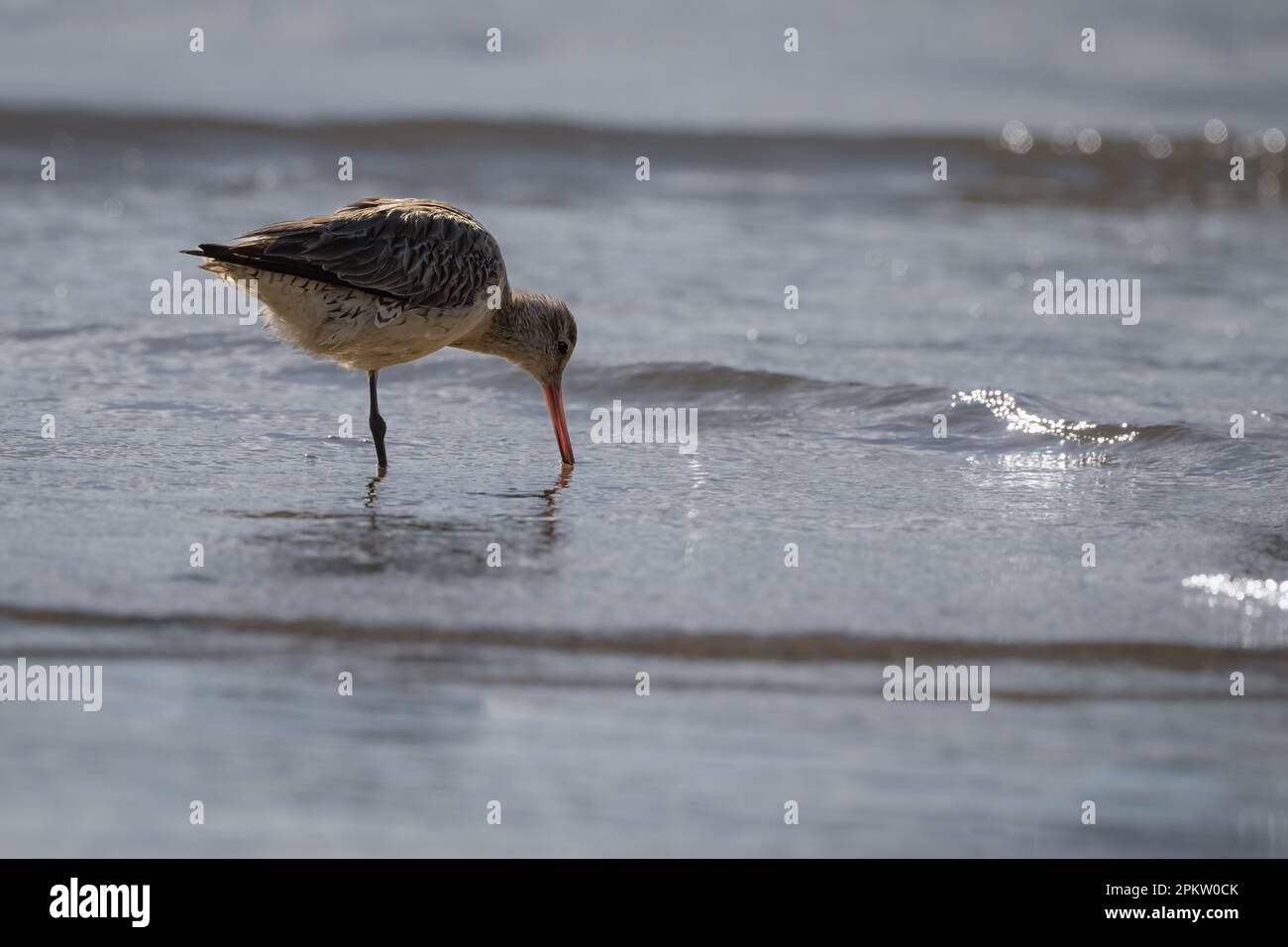 Un unico Godwit a coda di bar si trova su una gamba che si nutre sulle mud flats sulla Cairns Esplanade nel lontano Queensland Nord in Australia. Foto Stock