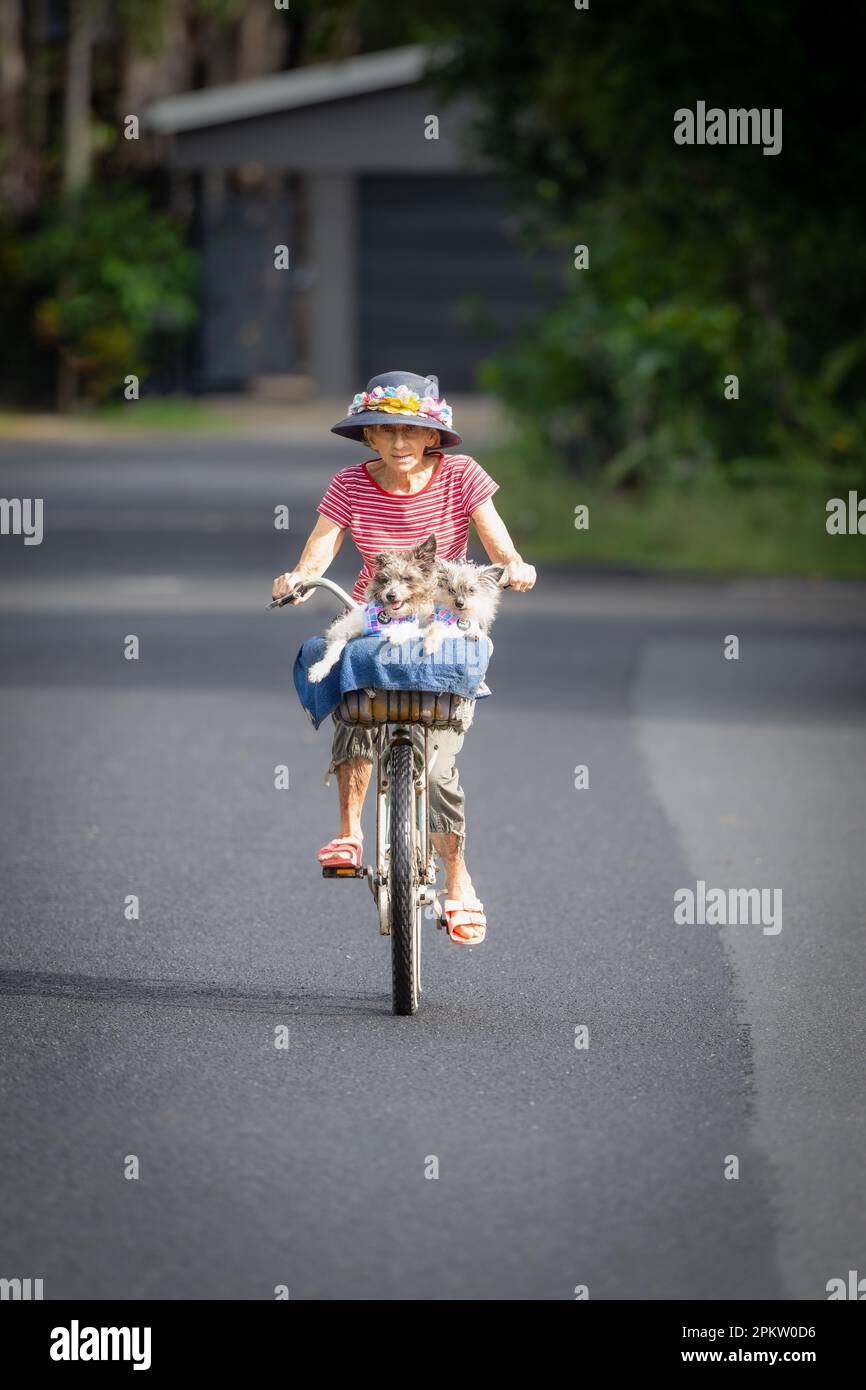 Elegante donna anziana in un cappello da fiore e due cani in un giro a cesto verso lo spettatore su una strada bituminosa isolata su una spiaggia a Cairns, Australia. Foto Stock