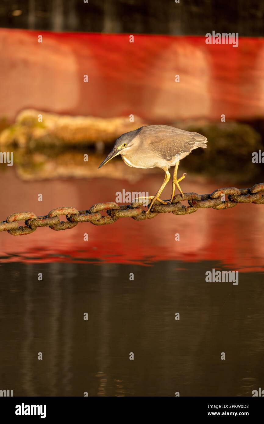 Un singolo adulto Striated Heron utilizzando una catena di ancoraggio Helipad come piattaforma di pesca sulla Esplanade a Cairns, Queensland, Australia. Foto Stock
