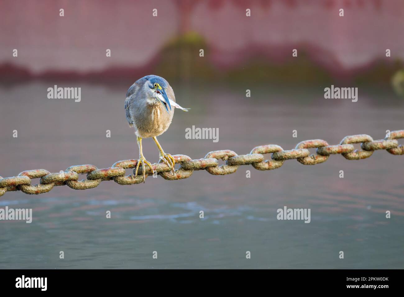 Un singolo adulto Striated Heron con pesce in becco usando una catena di ancoraggio Helipad come piattaforma di pesca sulla Esplanade a Cairns, Queensland, Australia. Foto Stock