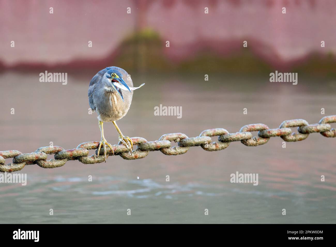 Un singolo adulto Striated Heron con pesce in becco usando una catena di ancoraggio Helipad come piattaforma di pesca sulla Esplanade a Cairns, Queensland, Australia. Foto Stock