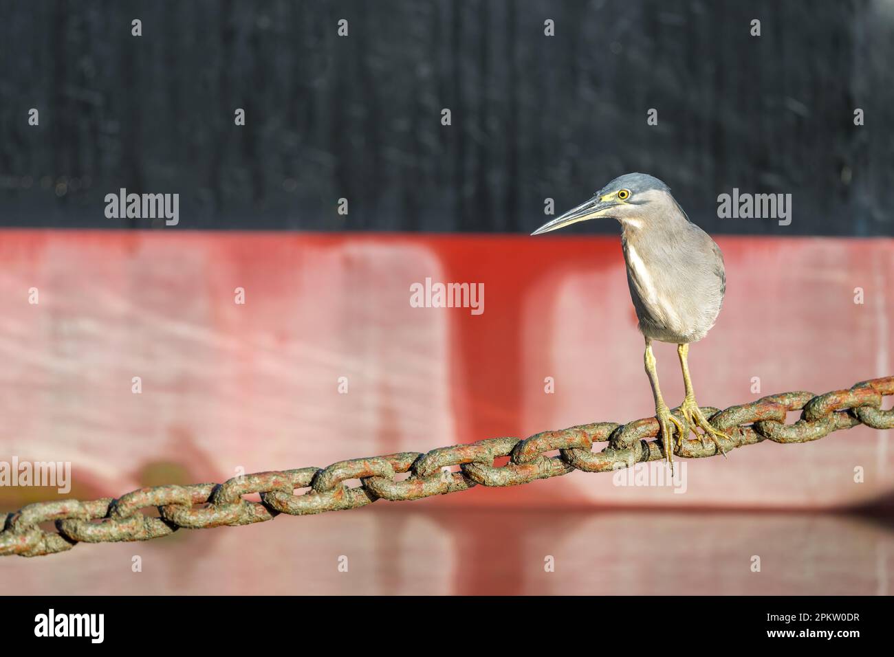Un singolo adulto Striated Heron utilizzando una catena di ancoraggio Helipad come piattaforma di pesca sulla Esplanade a Cairns, Queensland, Australia. Foto Stock
