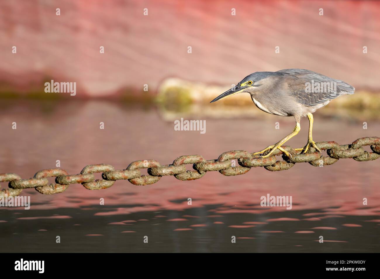 Un singolo adulto Striated Heron utilizzando una catena di ancoraggio Helipad come piattaforma di pesca sulla Esplanade a Cairns, Queensland, Australia. Foto Stock