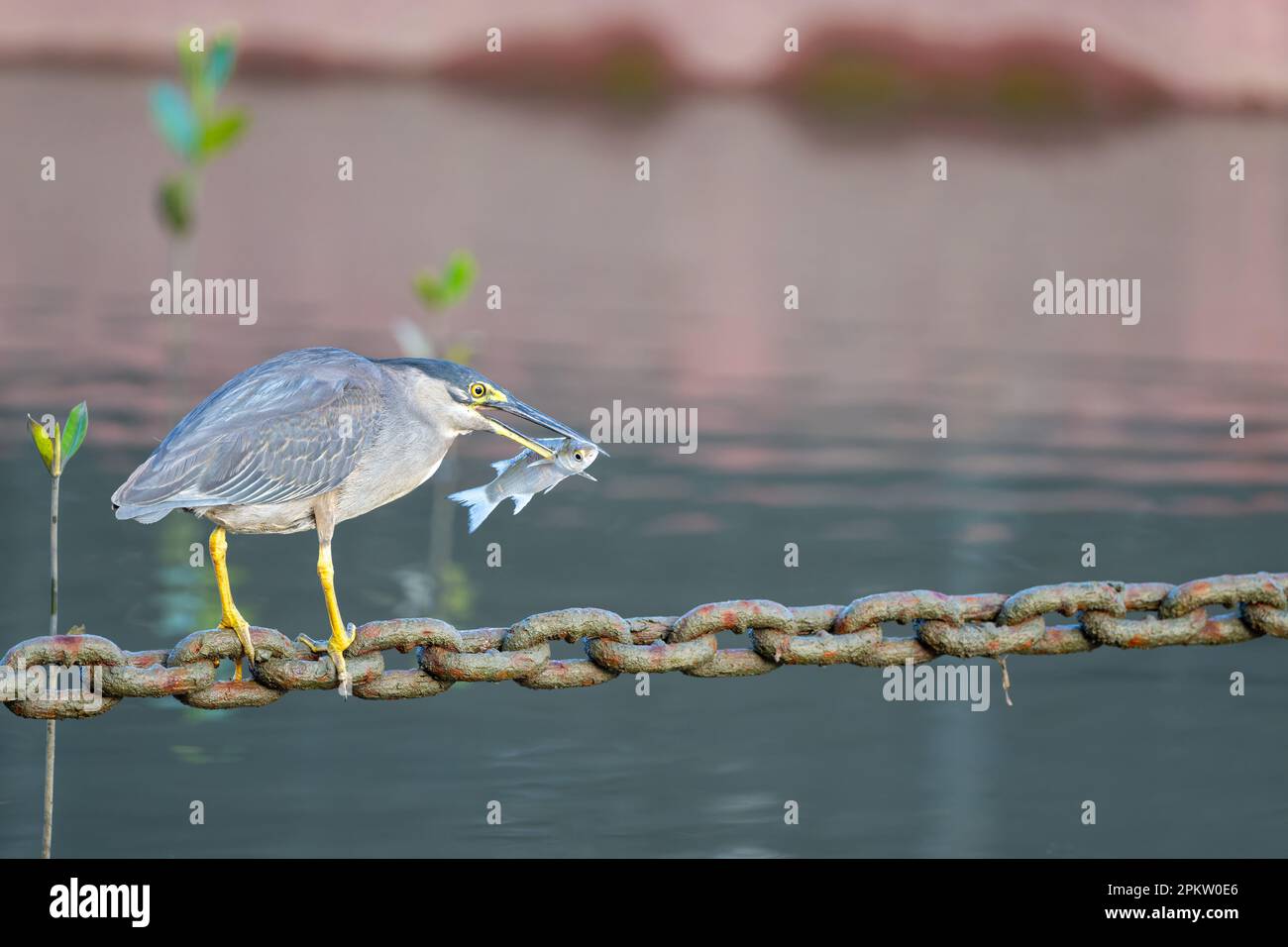 Un singolo adulto Striated Heron con pesce in becco usando una catena di ancoraggio Helipad come piattaforma di pesca sulla Esplanade a Cairns, Queensland, Australia. Foto Stock