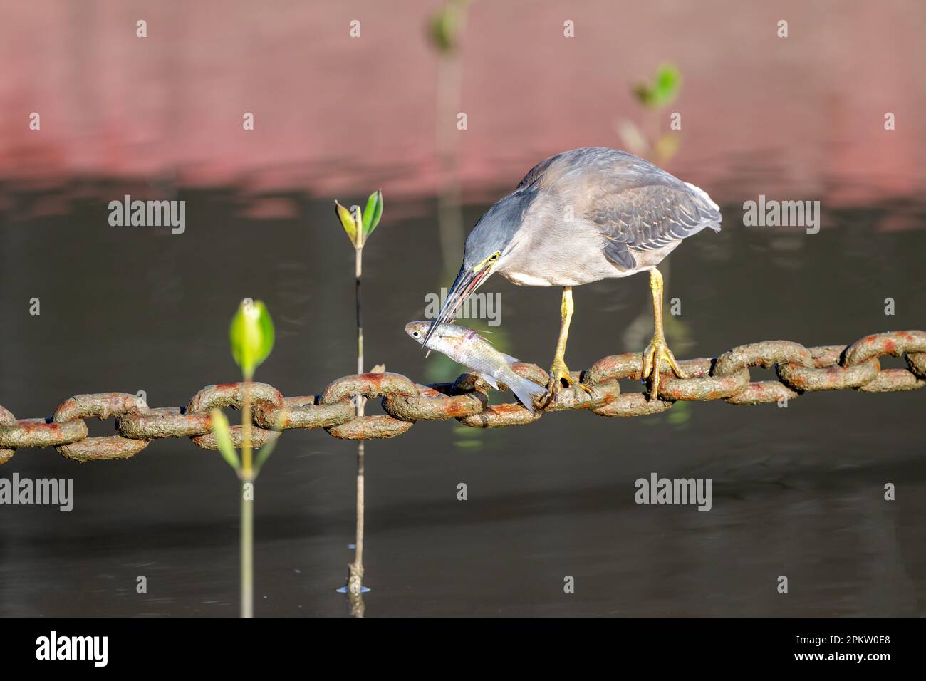 Un singolo adulto Striated Heron con pesce in becco usando una catena di ancoraggio Helipad come piattaforma di pesca sulla Esplanade a Cairns, Queensland, Australia. Foto Stock