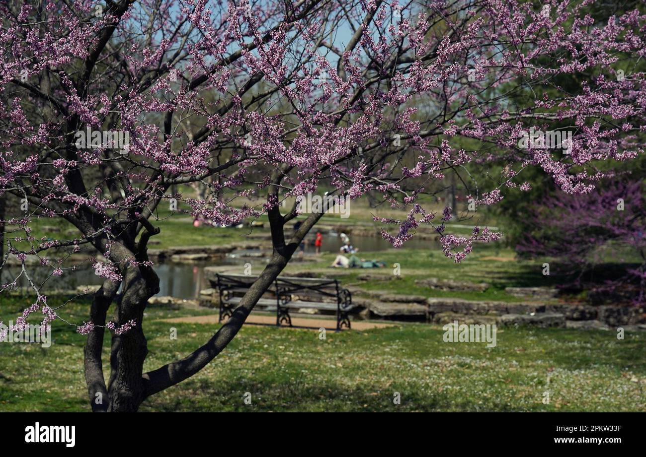 St Louis, Stati Uniti. 09th Apr, 2023. Il viola di Forest Pansy Redbud è in piena fioritura, come molti vengono a Forest Park per godere di 70 gradi di temperatura in St Louis for Easter Sunday, April 9, 2023, Photo by Bill Greenblatt/UPI Credit: UPI/Alamy Live News Foto Stock