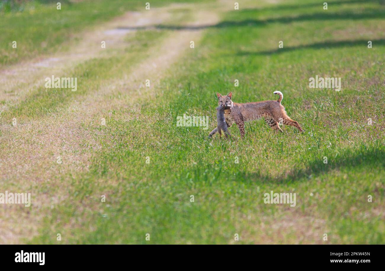 Bobcat femmina con uno scoiattolo che ha appena ucciso dal torrente di Escondido Creek Park a Kenedy, Texas. Foto Stock