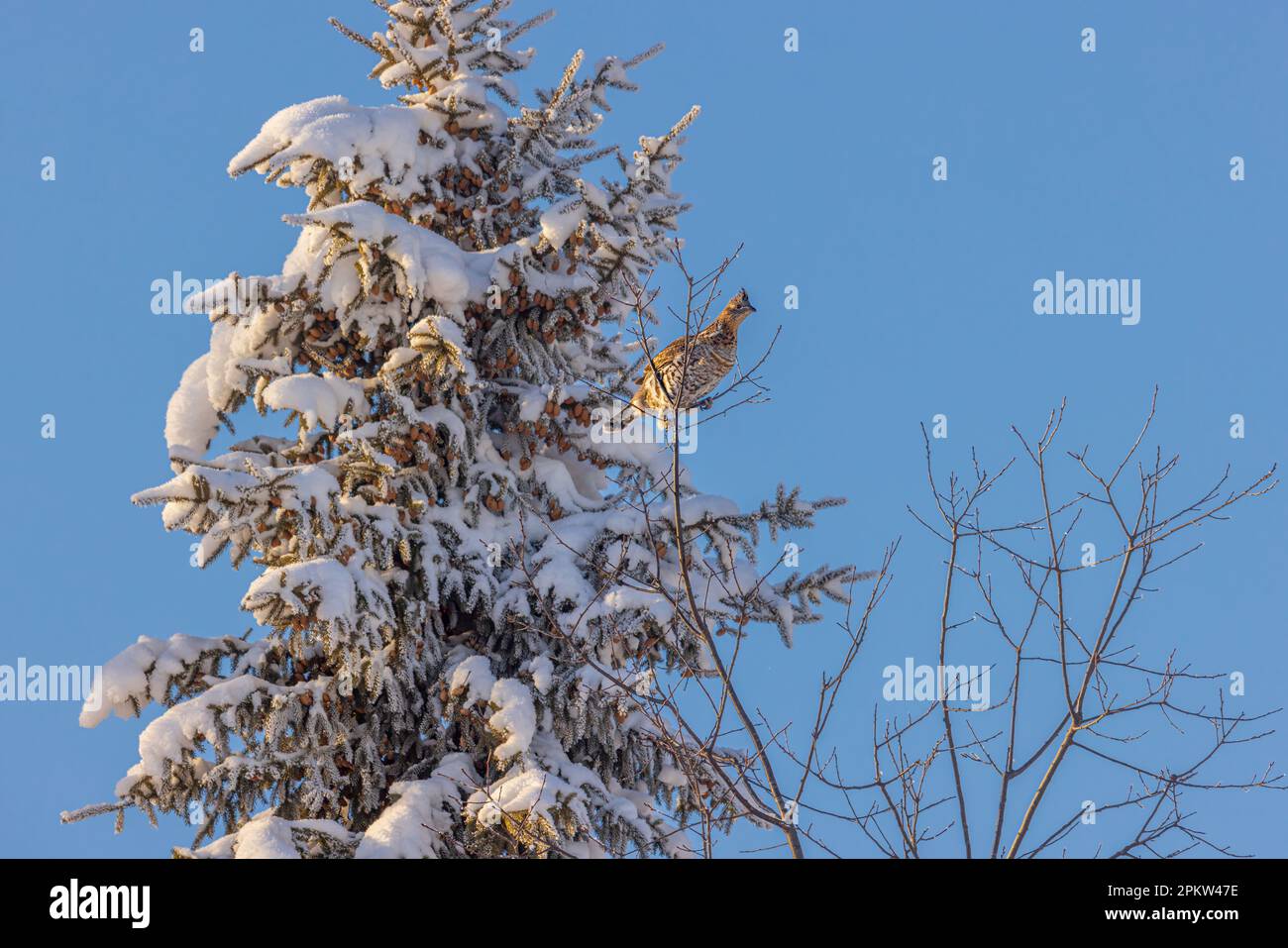 Ruffed Grouse nutrire su germogli di alberi nel Wisconsin settentrionale. Foto Stock