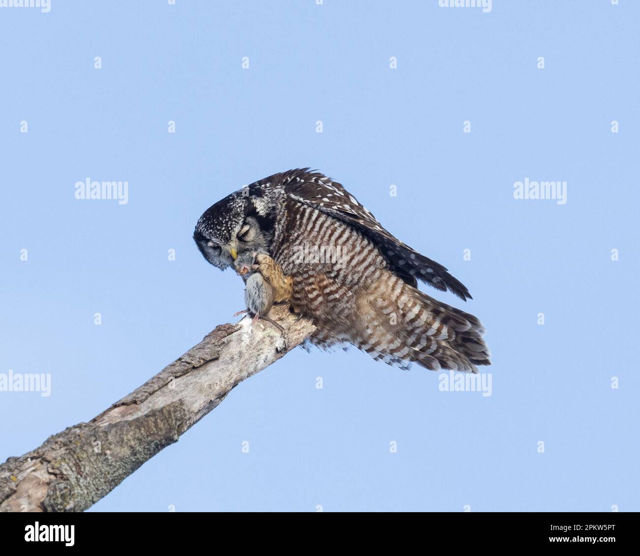 Primo piano di un falco del nord che mangia una volata in un albero morto contro il cielo blu Foto Stock