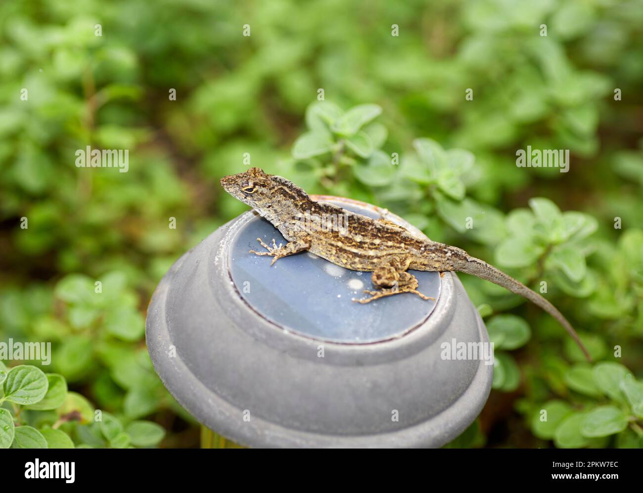 Primo piano di un piccolo lucertola marrone in un giardino Foto Stock