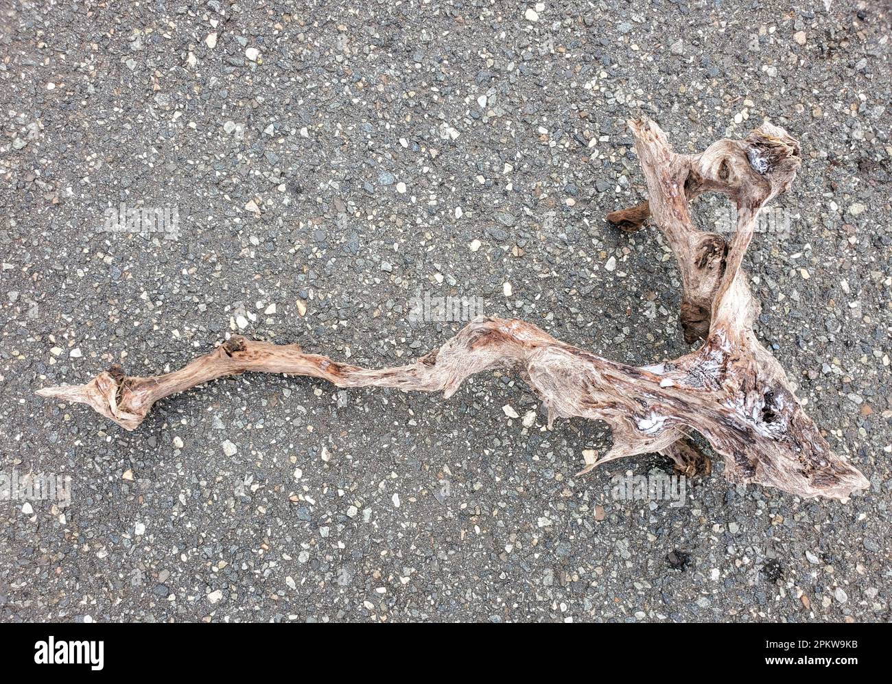 Un grande e crudo driftwood con forma unica Foto Stock