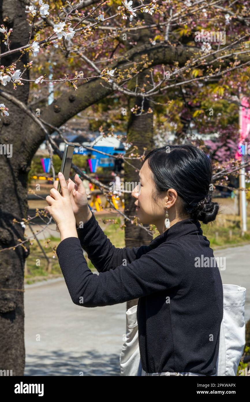 Tokyo, Giappone - 20 marzo 2023: I visitatori godono della fioritura dei ciliegi (Sakura) nel Parco Hanakawado lungo il fiume Sumida, Tokyo, Giappone Foto Stock