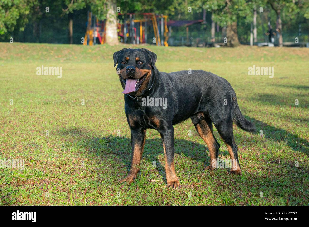 Ritratto di bel cane Rottweiler in piedi sul campo. Foto Stock