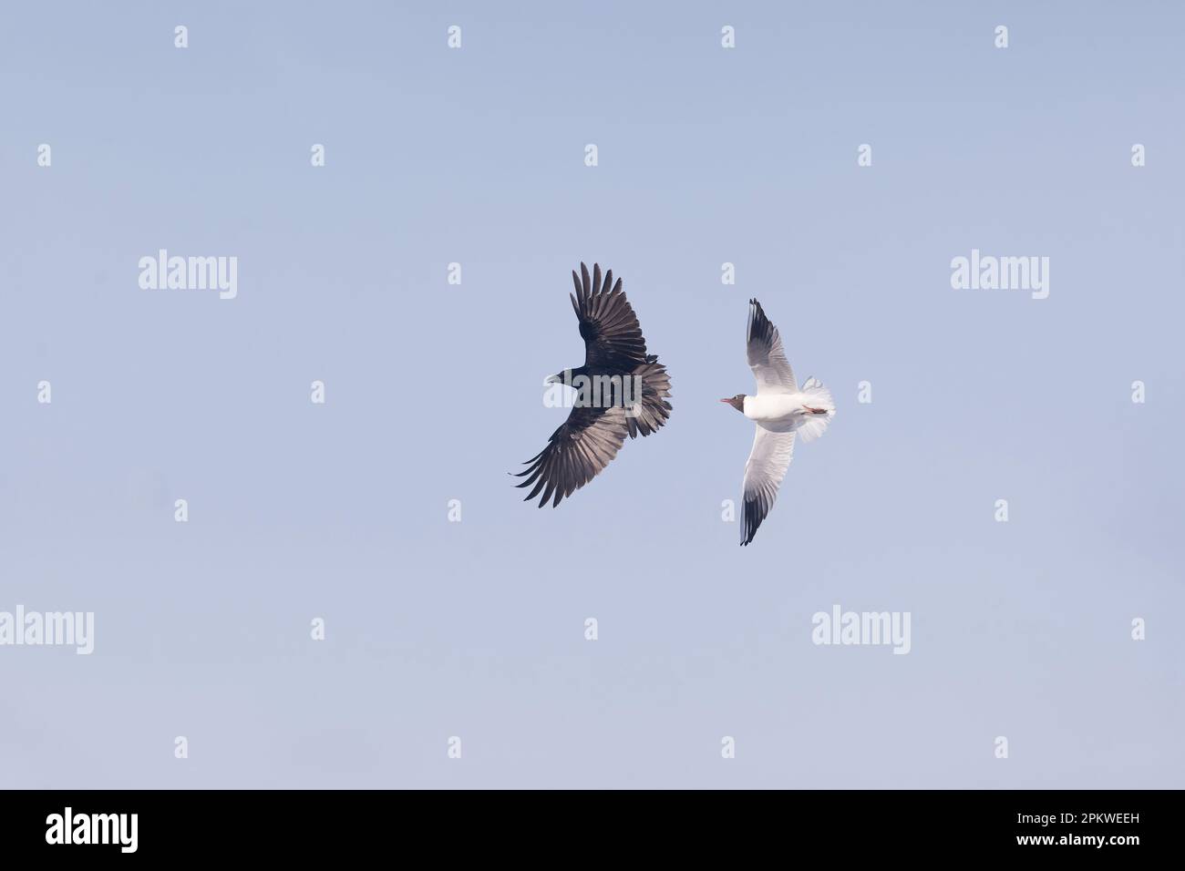 Gabbiano testa nera Larus ridibundus, idraulico estivo adulta mobbing Carrion Corvo Corvus corone, adulto in volo, RSPB Minspere Riserva Naturale, Suffolk Foto Stock