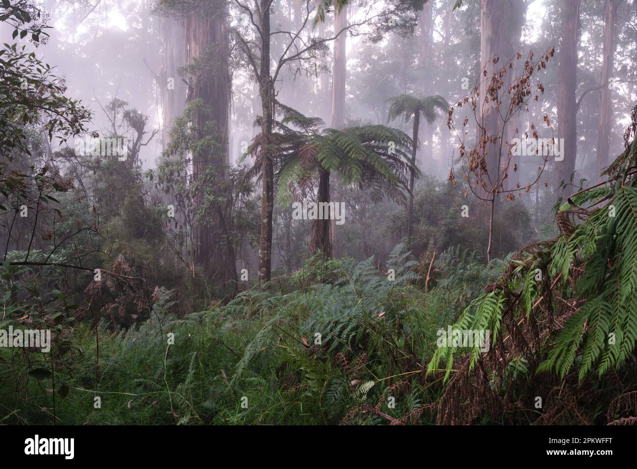 La nebbia nella foresta Foto Stock