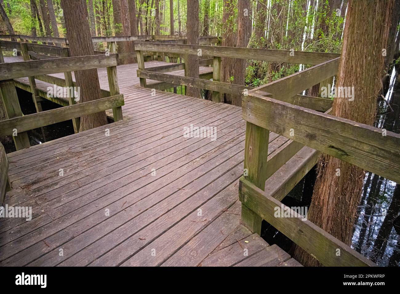 Passeggiata sul lungomare al George L. Smith II state Park a Twin City, Georgia. (USA) Foto Stock