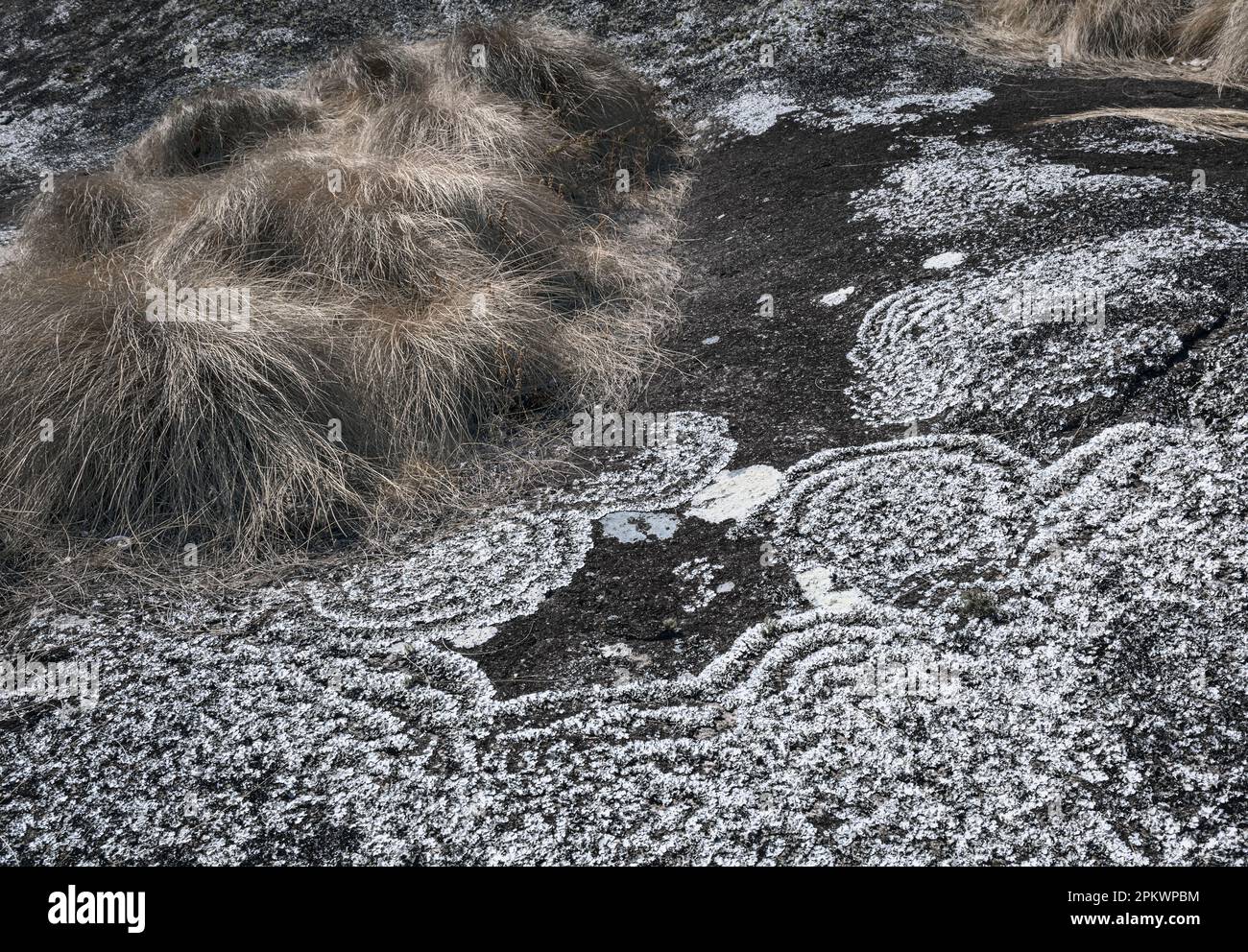 La crescita di licheni forma modelli circolari su grandi massi nel Parco Nazionale di Nyika nel nord del Malawi. Foto Stock