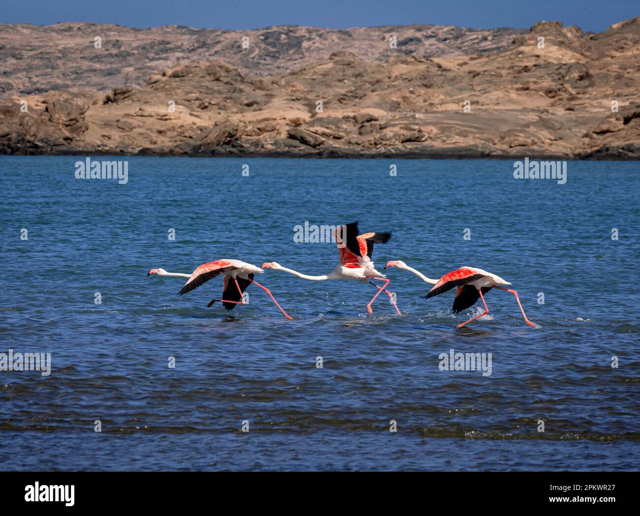 Tre fenicotteri volano attraverso la seconda laguna vicino alla città costiera di Lüderitz. Foto Stock