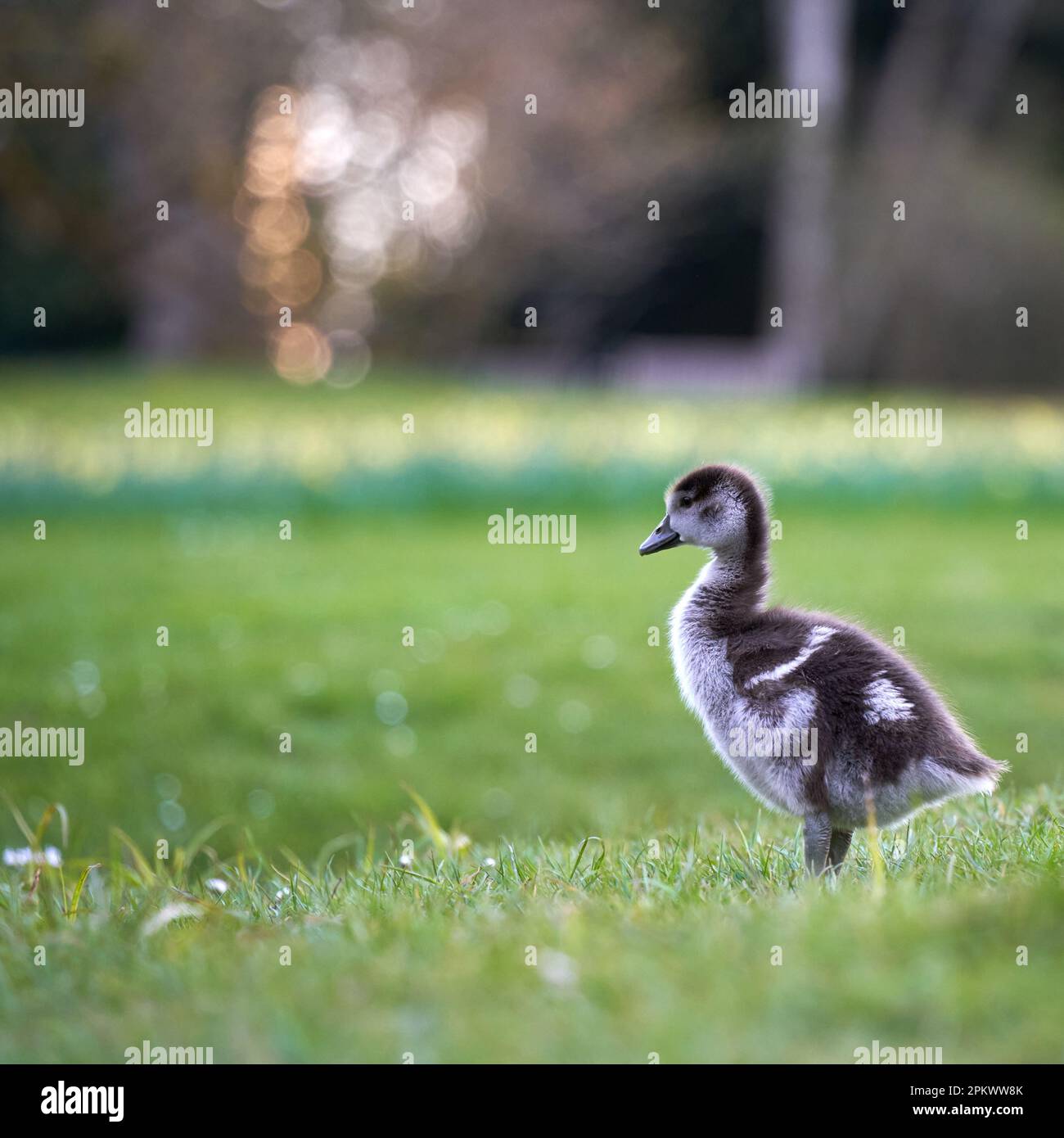 Cazzo di uccelli acquatici oca egiziana (Alopochen aegyptiacus, Nilgans) su un prato verde. Narciso giallo fiori profondità di campo. Vista laterale. Foto Stock