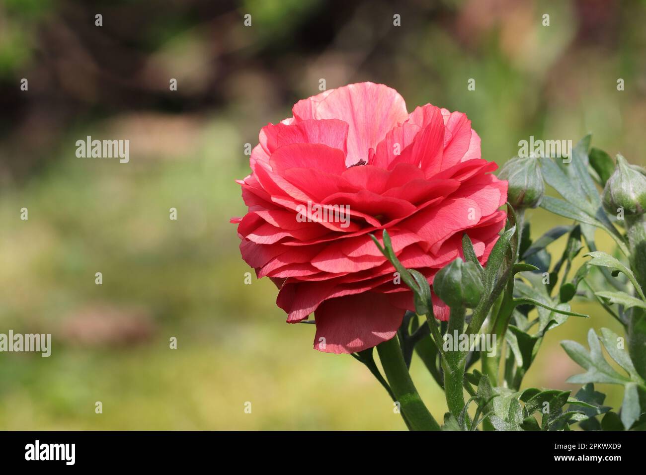 Primo piano di un bel ranuclo rosso con densamente riempito fiore rosso, vista laterale, spazio copia Foto Stock