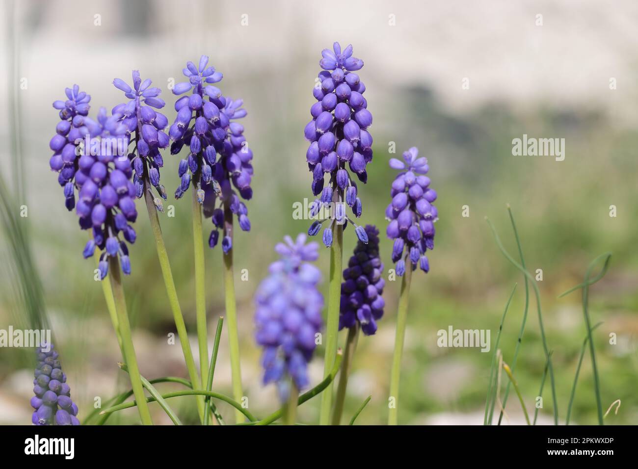 Primo piano di graziosi giacinti d'uva in un letto da giardino Foto Stock
