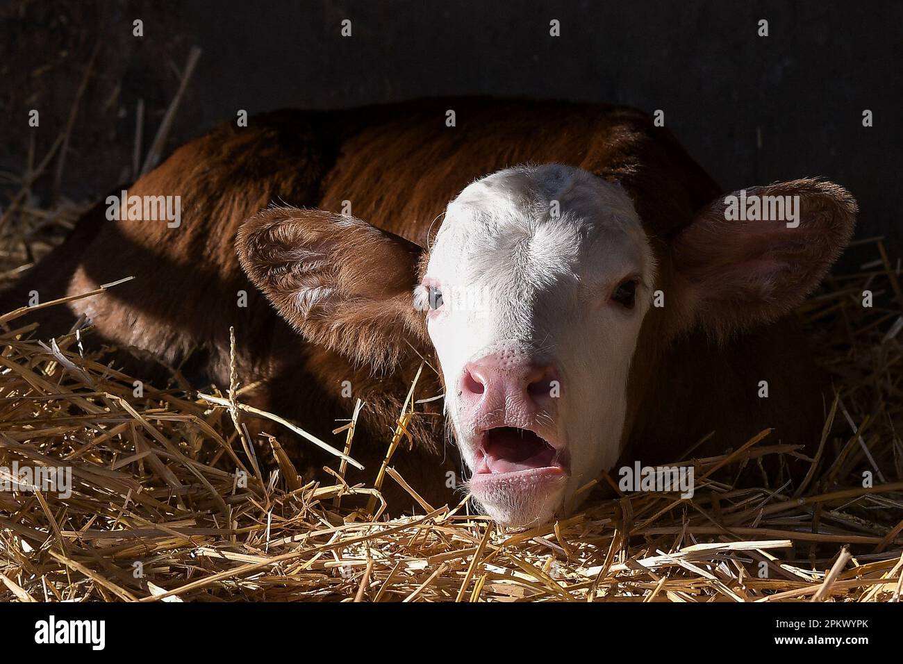 Vacche da latte Foto Stock