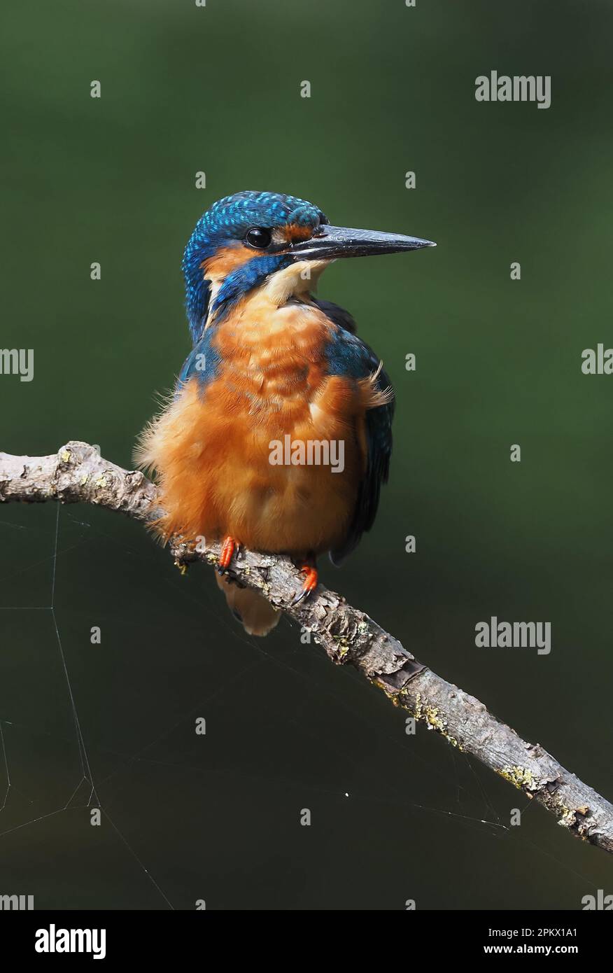 Kingfisher sono uno degli uccelli britannici più colorati, è registrato che questo è per scoraggiare i predatori come sono segnalati per essere distasteful! Foto Stock