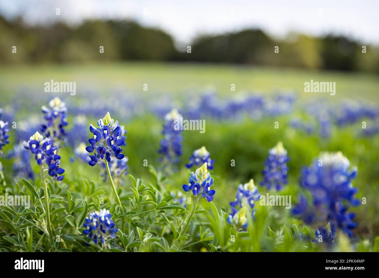 Campo di Bluebonnet nel Texas centrale durante la primavera Foto Stock