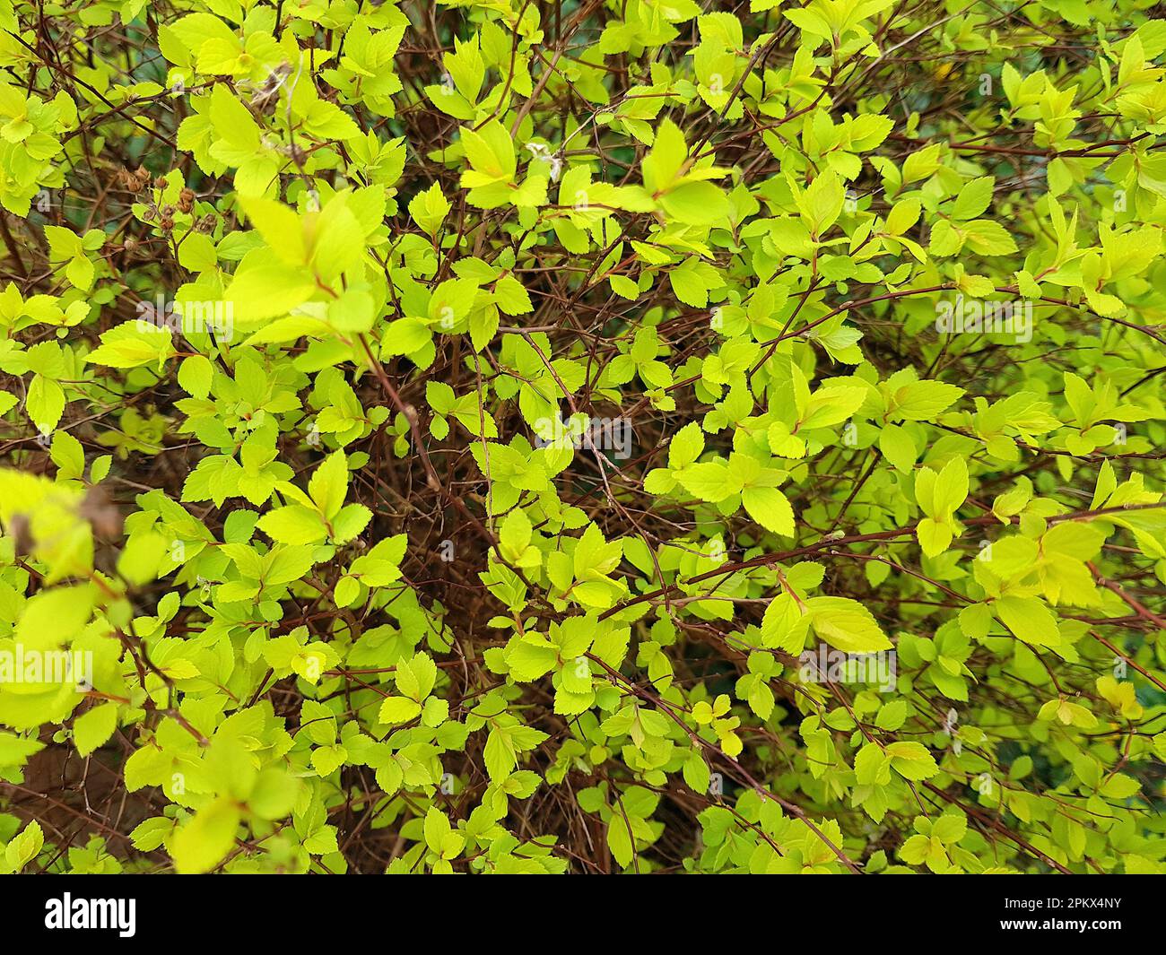 Particolare di foglie di verde calce in primavera sole. Foto Stock