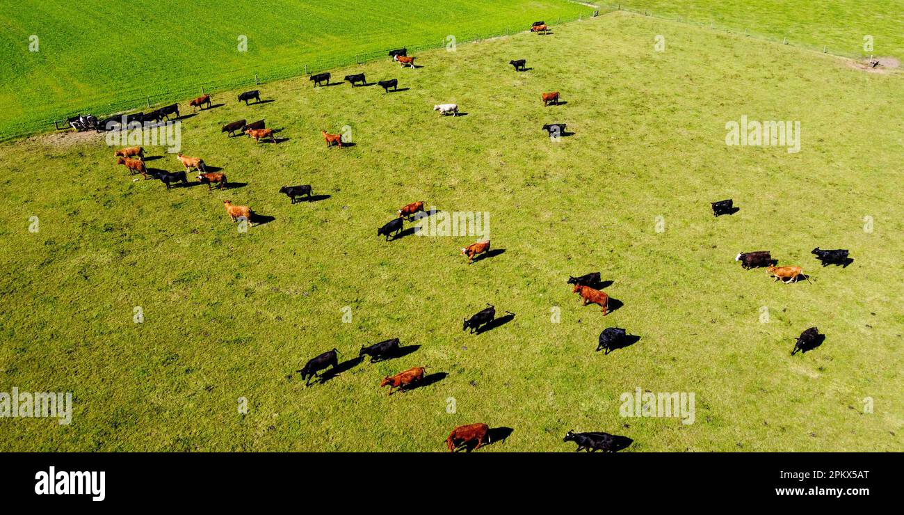 Una mucca su un'erba verde su un pascolo, un campo del coltivatore. Paesaggio agricolo. Zootecnia. Foto Stock