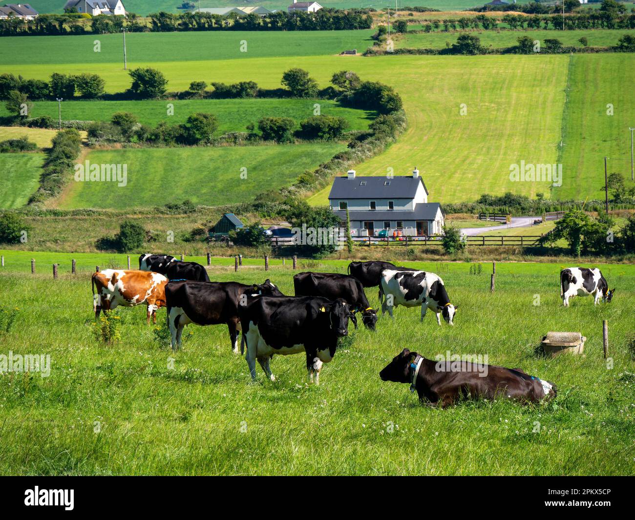 Mucche in una fattoria, campo in una giornata d'estate. Freegrazing di bestiame bovino. Paesaggio agricolo. Allevamento in Irlanda. Mucca bianca e nera su erba verde fi Foto Stock