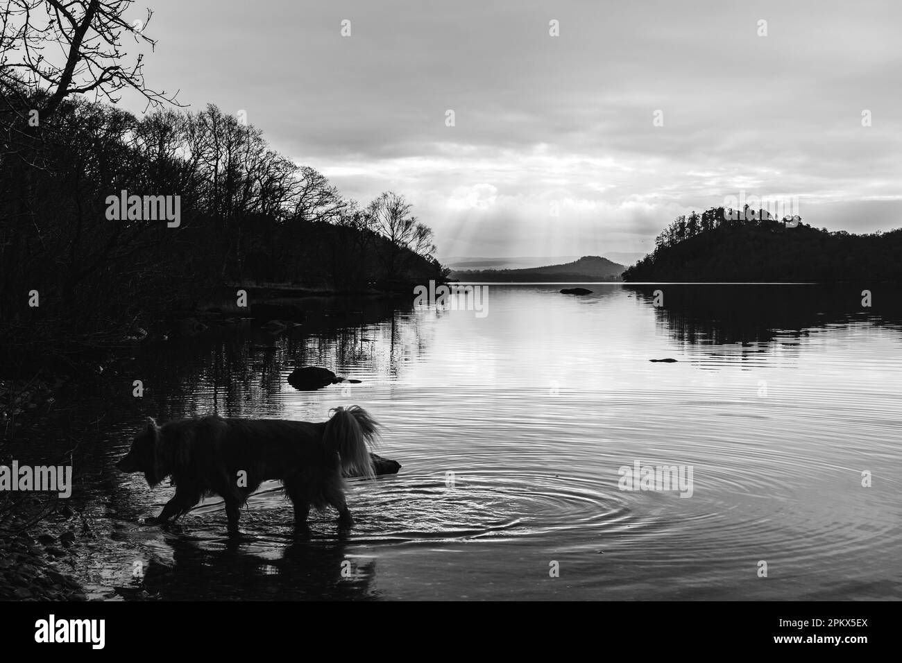 Passeggiate con i cani in acque poco profonde del lago Foto Stock