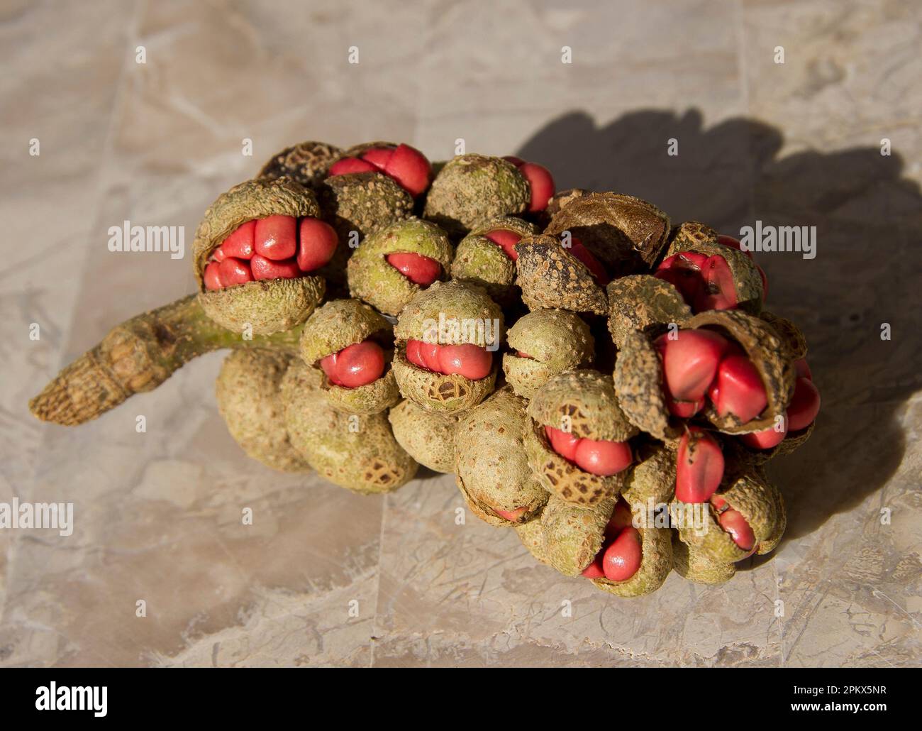 Una testa di semi maturata di Himalayan Magnolia albero, Michela champaca, si è aperta per rivelare molti semi rosa ricchi di olio. Giardino nel Queensland, Australia. Foto Stock