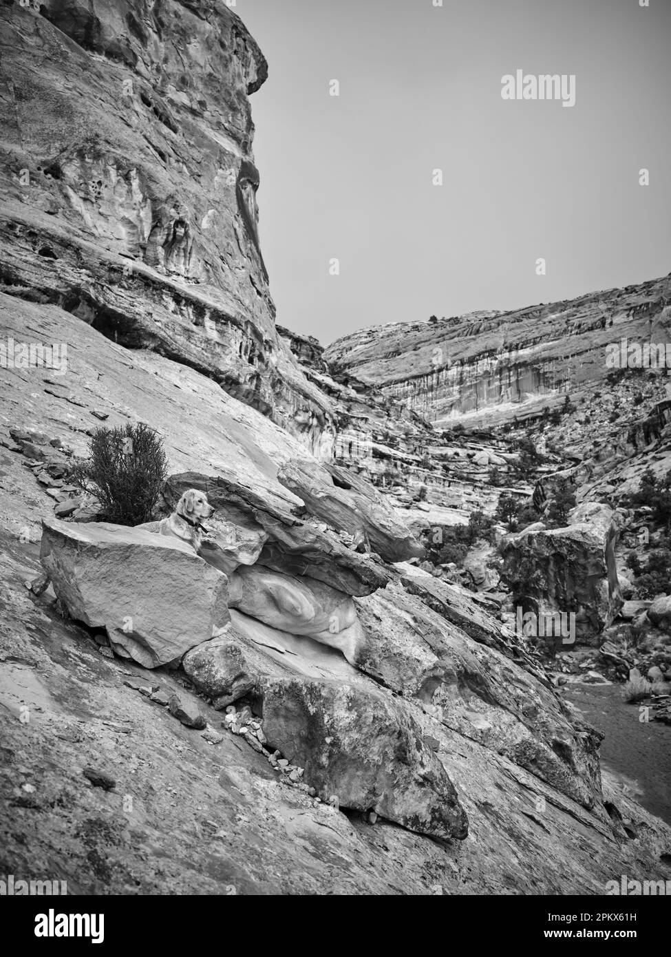 Un Golden retriever sale rocce in un canyon dello Utah Foto Stock