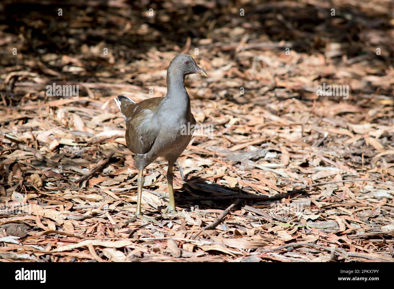 la gallina ha una testa grigia e un corpo con ali marrone chiaro Foto Stock