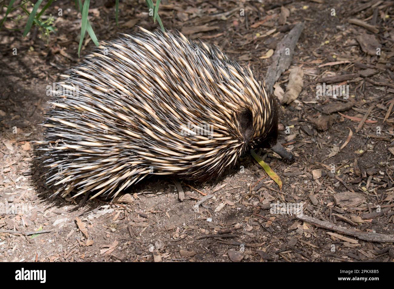 L'echidna ha spine come un porcupine, un becco come un uccello, un sacchetto come un canguro e depone le uova come un rettile. Conosciuto anche come anteaters spinosi, il Foto Stock