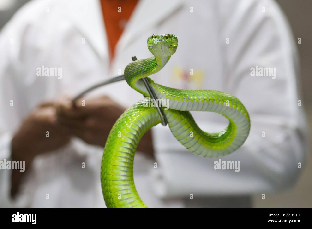 Nel tentativo di creare antivenom per la prima volta nel paese, il Venom Research Centre di Chattogram ha studiato una varietà di serpenti locali. Foto Stock