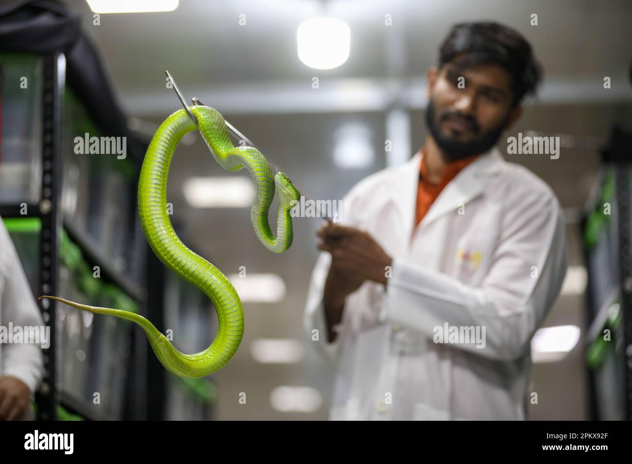 Nel tentativo di creare antivenom per la prima volta nel paese, il Venom Research Centre di Chattogram ha studiato una varietà di serpenti locali. Foto Stock