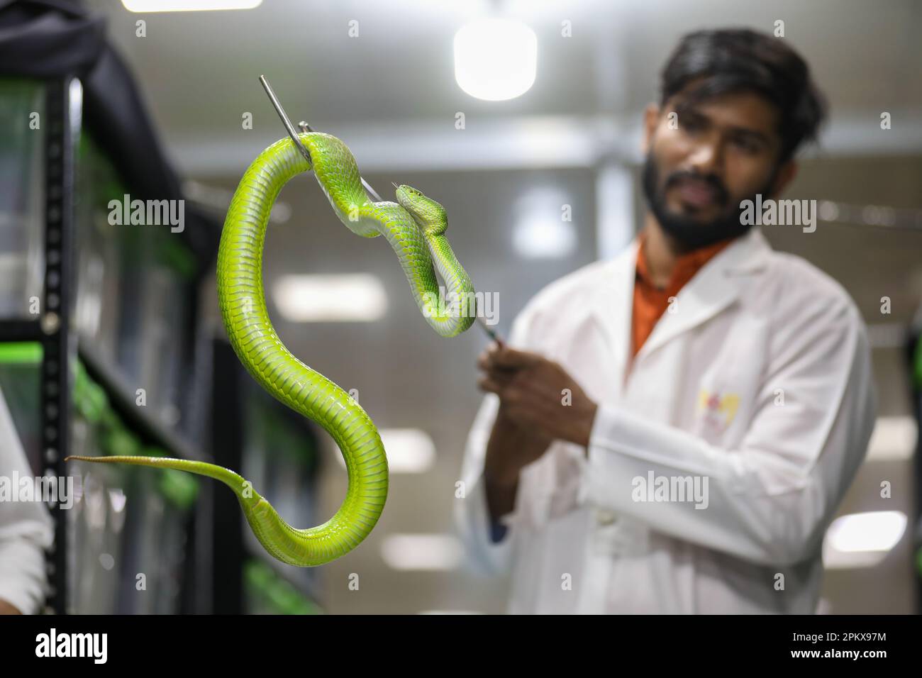 Nel tentativo di creare antivenom per la prima volta nel paese, il Venom Research Centre di Chattogram ha studiato una varietà di serpenti locali. Foto Stock