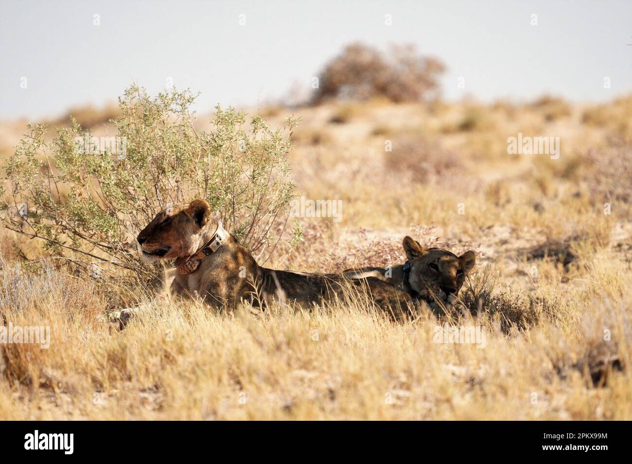 Due leonesse giacenti all'ombra di un albero Foto Stock