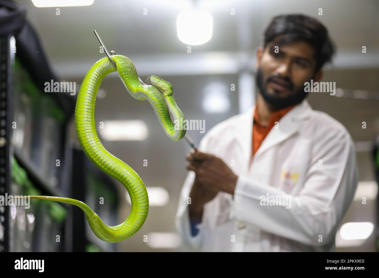 Nel tentativo di creare antivenom per la prima volta nel paese, il Venom Research Centre di Chattogram ha studiato una varietà di serpenti locali. Foto Stock