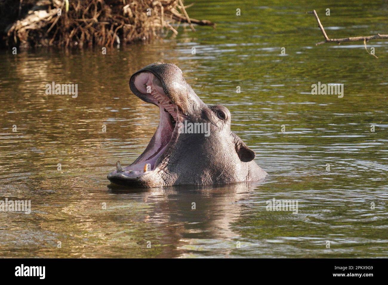 Primo piano dell'ippopotamo a bocca aperta nel Delta dell'Okavango Foto Stock