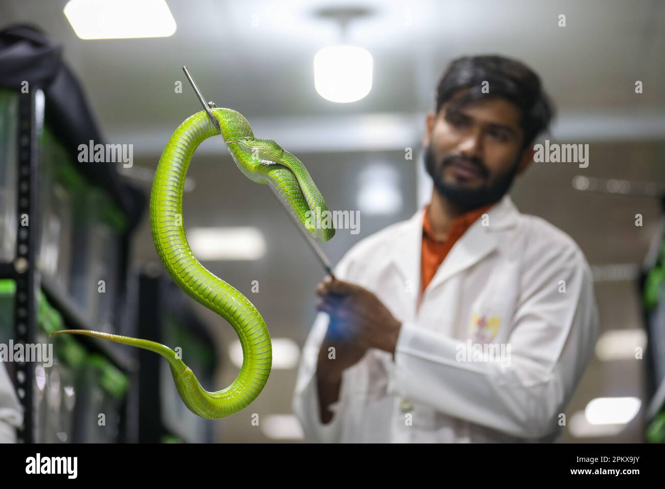 Nel tentativo di creare antivenom per la prima volta nel paese, il Venom Research Centre di Chattogram ha studiato una varietà di serpenti locali. Foto Stock