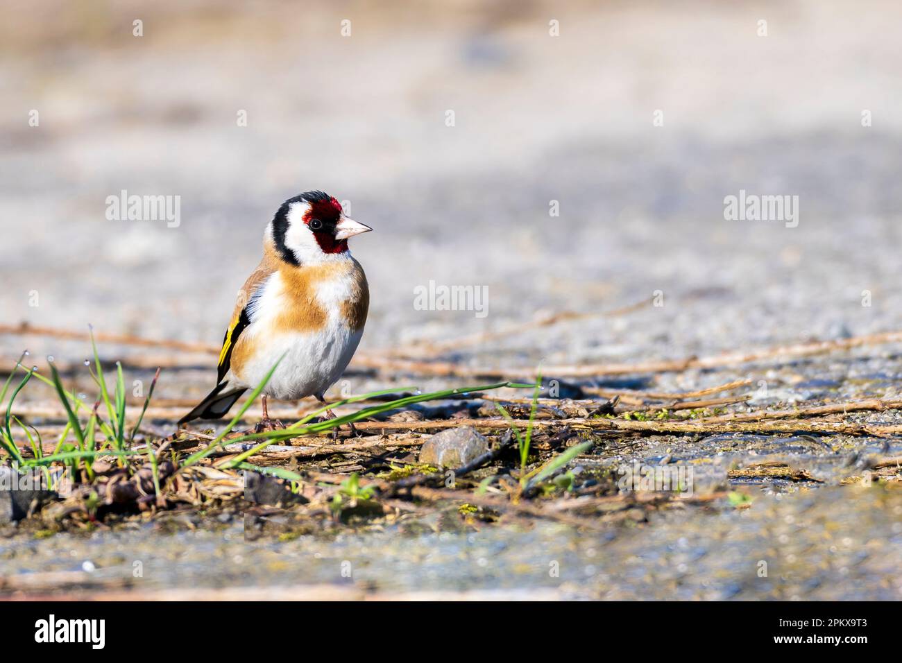 Un goldfinch sul terreno alla ricerca di cibo Foto Stock