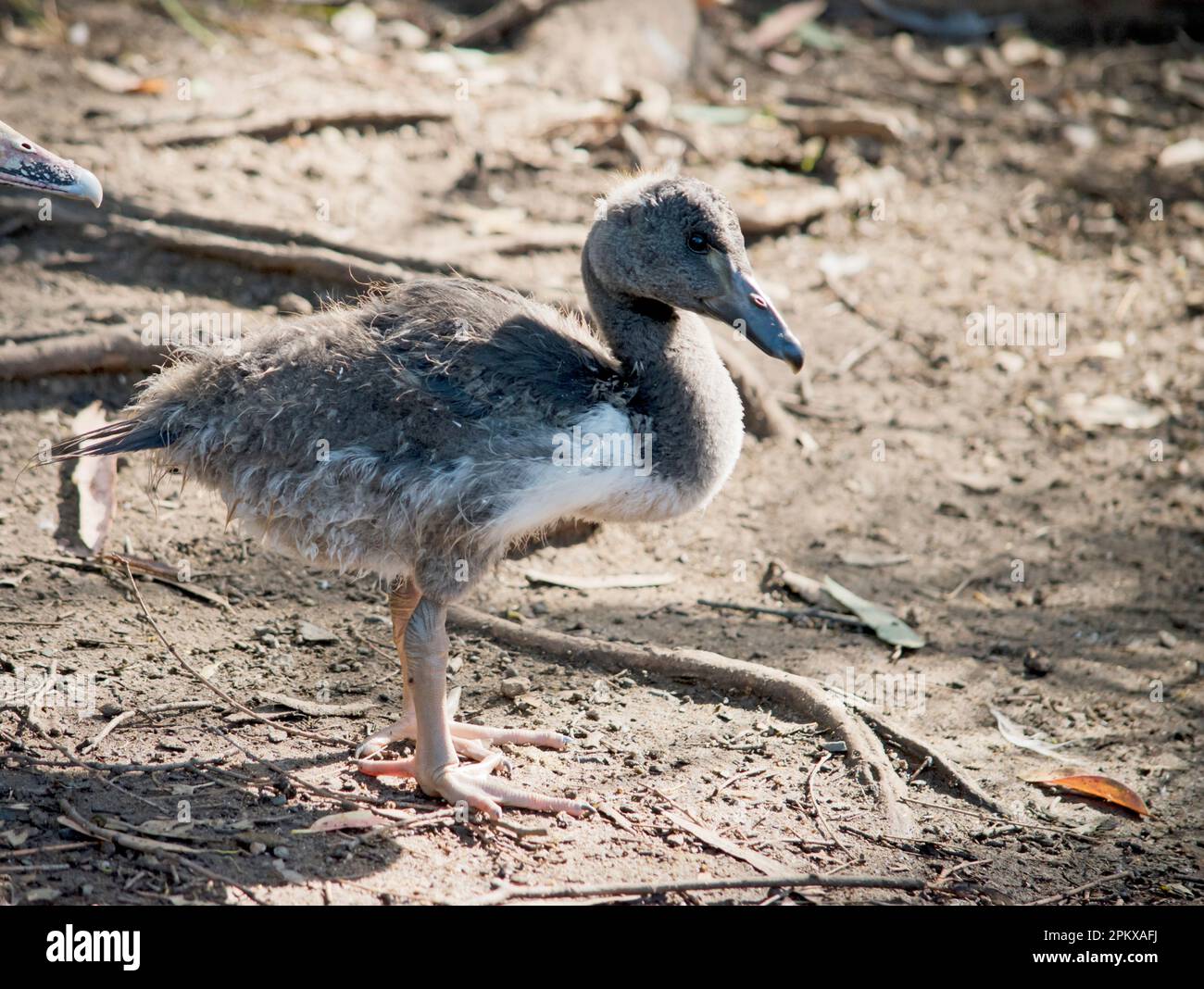 il gosling magpie ha lanugine grigie e piume bianche che iniziano a mostrare. Ha un occhio marrone e becco grigio scuro. Foto Stock