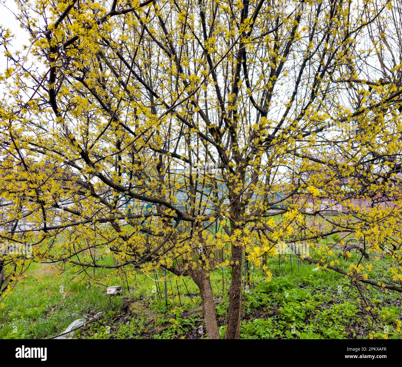 Una fioritura corneliana ciliegio dogwood Cornus mas in una giornata nuvolosa in primavera Foto Stock