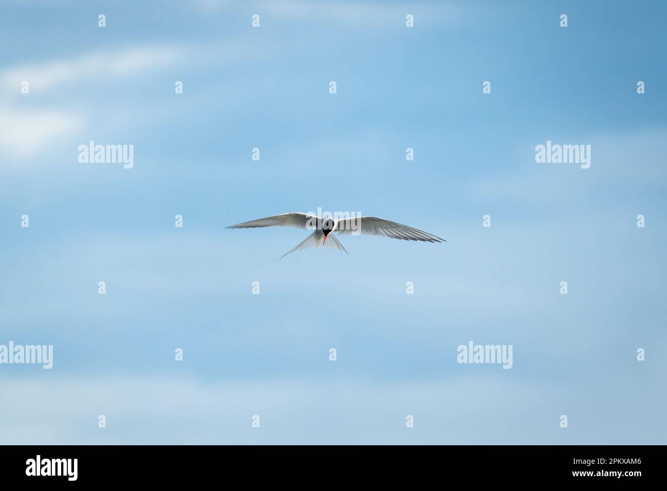 Primo piano l'uccello artico Tern o l'uccello Kria che volano e caccia pesci sopra il mare in estate dell'Islanda Foto Stock